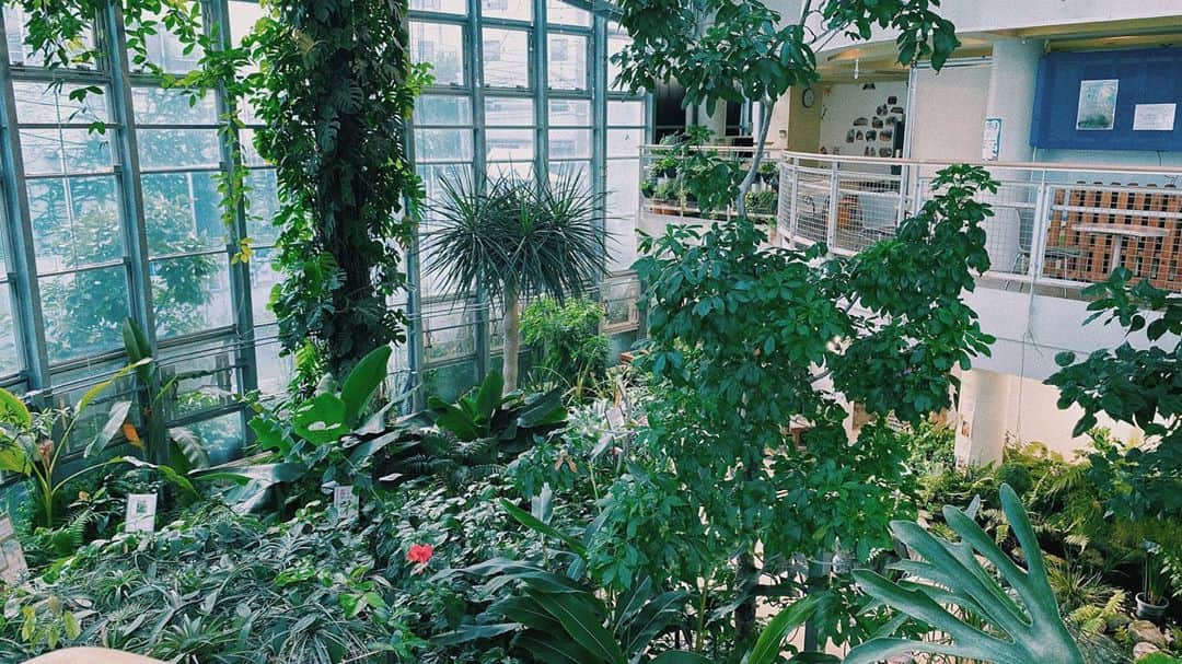 百瀬怜のインスタグラム：「植物園の写真をみんなにお届け🌱 #渋谷区ふれあい植物センター #植物園」
