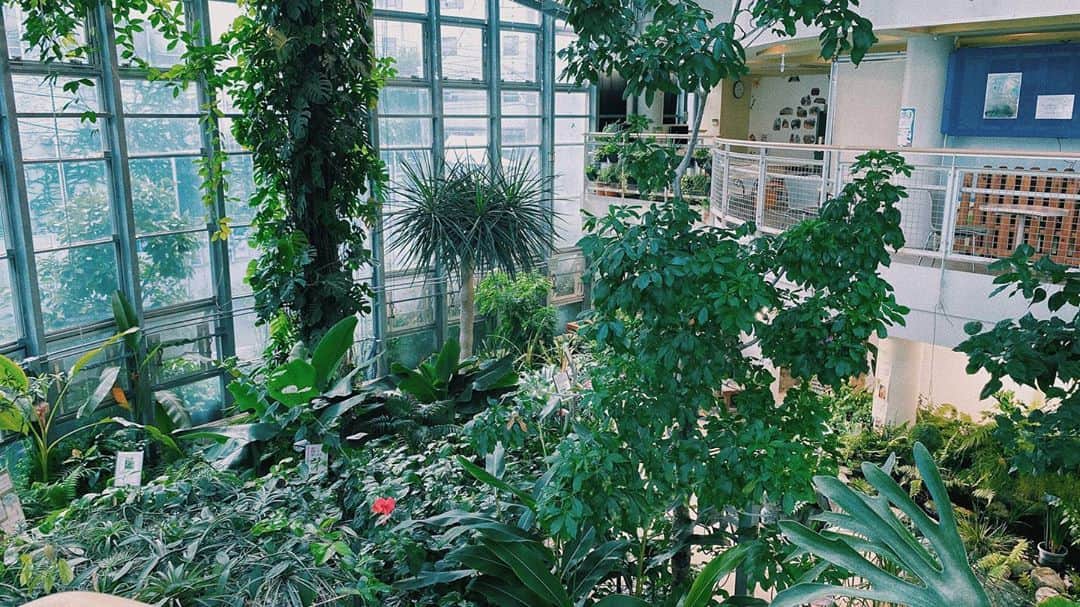 のインスタグラム：「植物園の写真をみんなにお届け🌱 #渋谷区ふれあい植物センター #植物園」