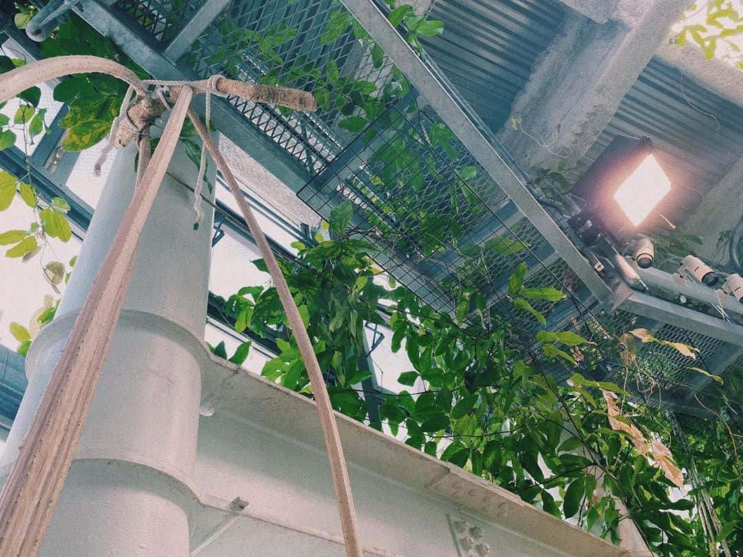 百瀬怜さんのインスタグラム写真 - (百瀬怜Instagram)「② #渋谷区ふれあい植物センター  #植物園」9月19日 21時51分 - momoserei_1113