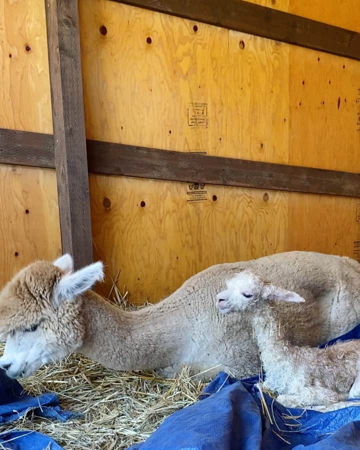 クリス・バーカードのインスタグラム：「Suzy Q birthed a healthy baby boy Cria this morning. Actually just 1 hour ago 😅. Here is some footage 20 minutes after birth. I lucked out and was able to be the midwife on hand 🙏🏽🤝😍 15 lbs!」
