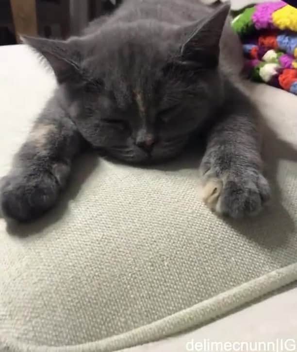 のインスタグラム：「What is going on inside leyla’s head?⠀ ⠀ 📹 @delimecnunn⠀ ⠀ #meowed #meowedofficial」
