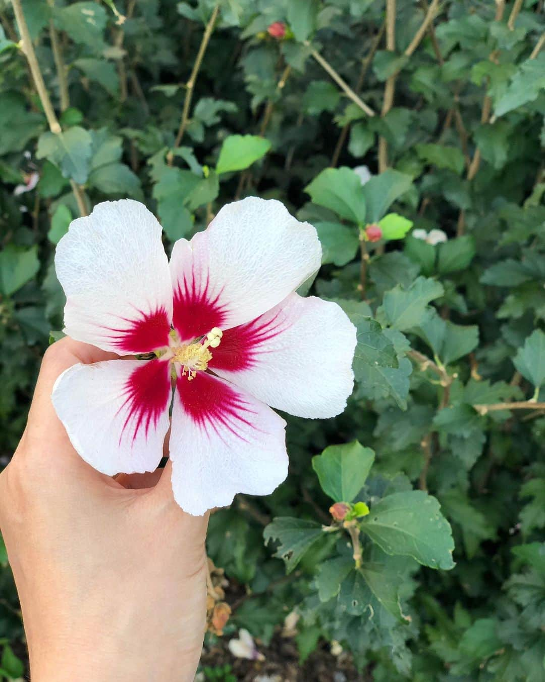 イム・スジョンのインスタグラム：「오늘 산책길에서 만난 무궁화🤍🌸💕 #이렇게예쁘다니!」