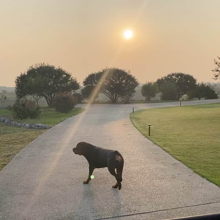 ビル・ゴールドバーグのインスタグラム：「Looks like someone’s excited for an early morning swim!! #Barrett #superdog #spear #jackhammer #mansbestfriend #godscountry #rottweiler  #roundandroundwego #rottweilersofinstagram @wwe  #whosnext #noticethehogtrap 😬 #canine」