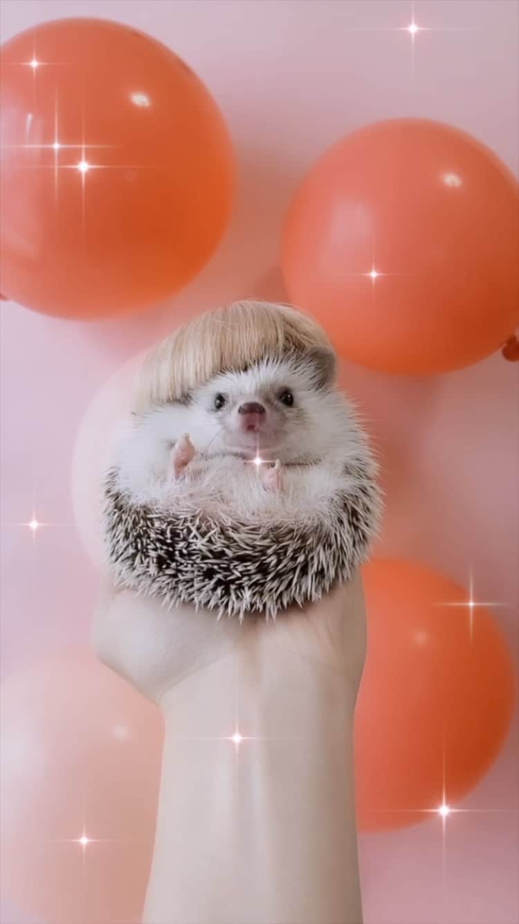 ダーシーのインスタグラム：「Doja Hog🦔🎈💕✨ @dojacat」