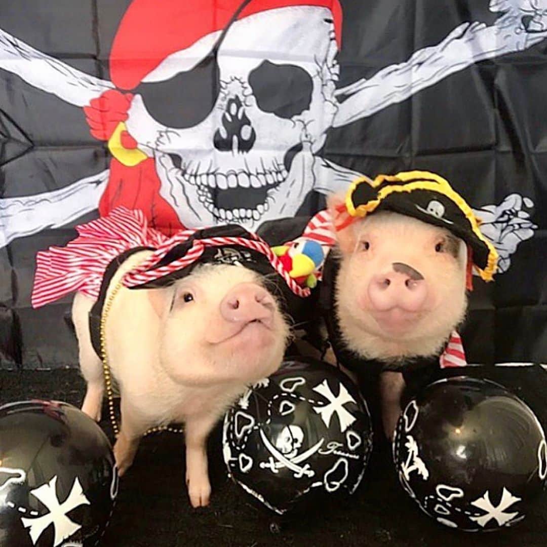 のインスタグラム：「Shiver me timbers! It’s #NationalTalkLikeAPirateDay! This little lass and lad will always be two of my greatest treasures!🐷💰🐷#PoseyandPink #nieceandnephew #itsapirateslifeforme #PrissyandPop」