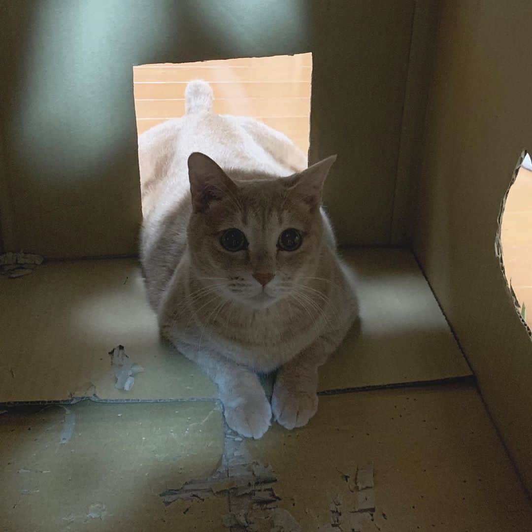 ひのき猫さんのインスタグラム写真 - (ひのき猫Instagram)「きっとお尻出てる(笑)」9月19日 23時08分 - hinoki.cute.kitten