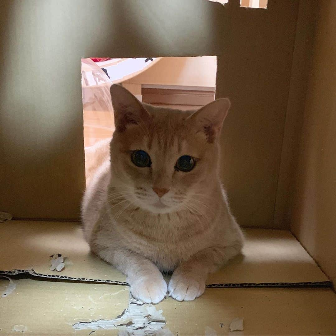 ひのき猫さんのインスタグラム写真 - (ひのき猫Instagram)「きっとお尻出てる(笑)」9月19日 23時08分 - hinoki.cute.kitten