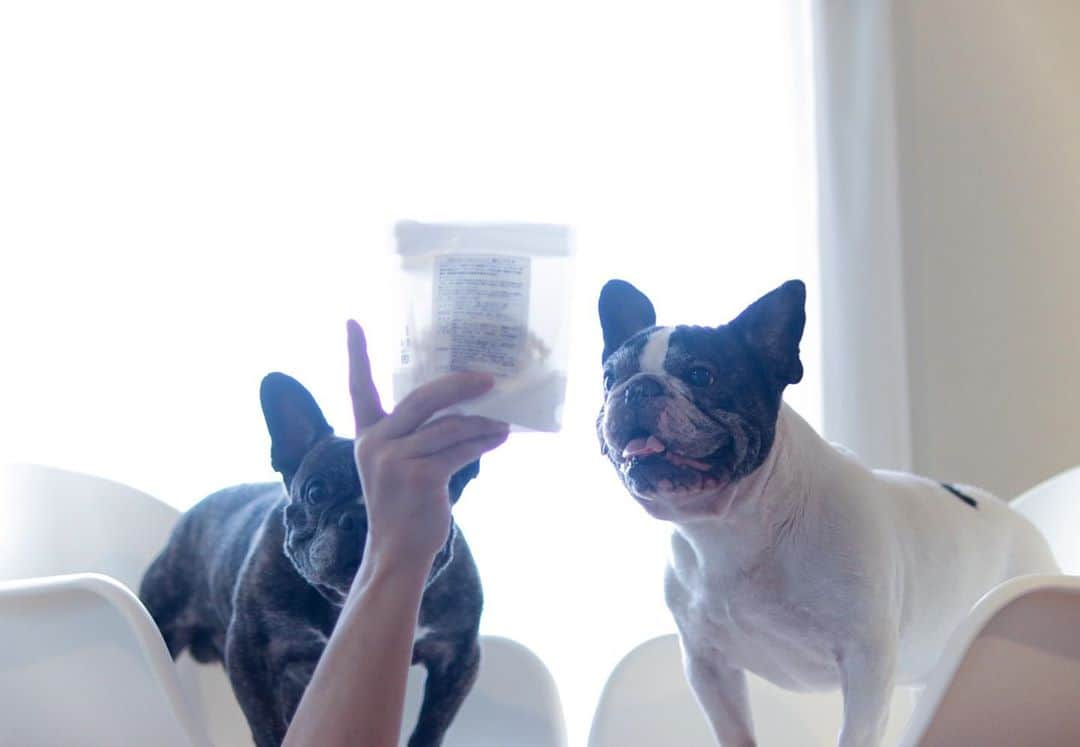 French Bulldog Lifeさんのインスタグラム写真 - (French Bulldog LifeInstagram)「フレンピーだよ🐶見事おやつに釣られる、10歳コンビだよ。 * ぼくたちも、もうすぐ11歳！ お誕生日は特別なごはんを用意してもらうんだ〜✨ * #フレブルライフ#フレンチブルドッグ#フレブル#フレンチブル#ブヒ#フレンピー#レジェンドブヒ#frenchbulldoglife#BUHI#frenchbulldog#frenchie#FBL#멍스타그램#프렌치불독#法斗#法鬥#法国斗牛犬」9月19日 23時11分 - french.bulldog.life