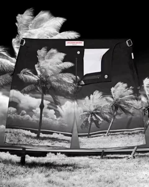 オールバーブラウンのインスタグラム：「Even when it's breezy, palm trees have us captivated. Give your holiday suitcase a fresh spin with our Bulldog 'Breezy Going' photographic swim shorts. Tap to shop ⬆️⬆️⬆️ #OBsAroundTheWorld #OrlebarBrown #DoseOfSun」
