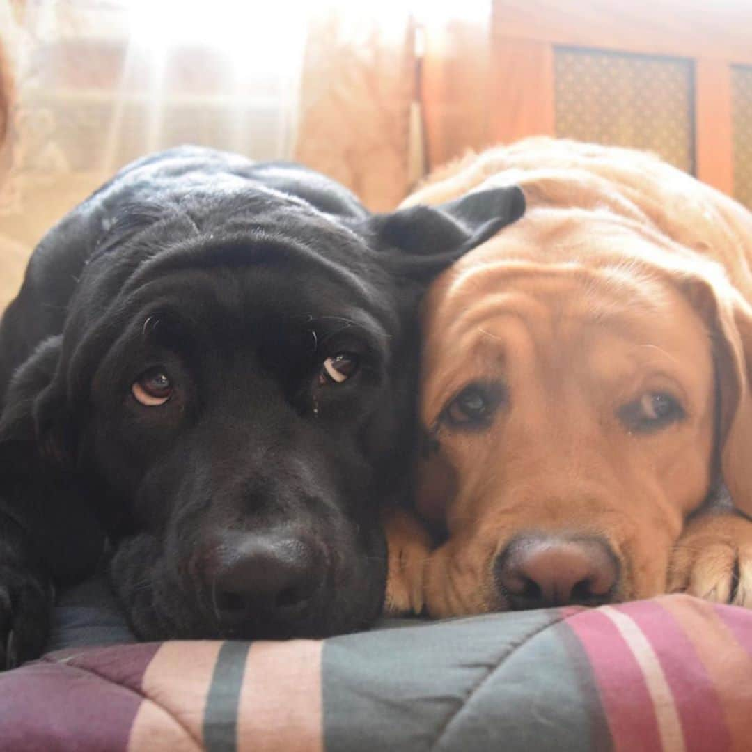 Jake And Gingerさんのインスタグラム写真 - (Jake And GingerInstagram)「What do you mean we can’t go to work with you? 😢😢 #labradorretriever #labsofinstagram #labs #petsofinstagram #petsofinstagram #petstagram #dogsofinstagram #dogstagram #talesofalab #tailsofalab」9月19日 23時49分 - jake_n_ginger