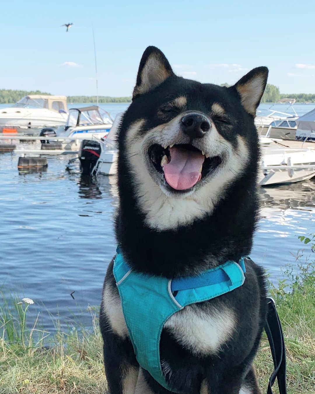 ?Fricko the Shiba Inu?さんのインスタグラム写真 - (?Fricko the Shiba Inu?Instagram)「Big smiles on smol doggos 😆 🐾 🐾 #FrickoandKeaton #🐶 #☀️ #shiba #shibainu #dog #柴犬 #赤柴 #黒柴  #adorable #shibalove #shibaholics  #dogoftheday  #weeklyfluff #aww #dogstagram  #dogscorner #puppiesofinstagram #shibapuppy #shibastagram」9月20日 0時00分 - umigiva