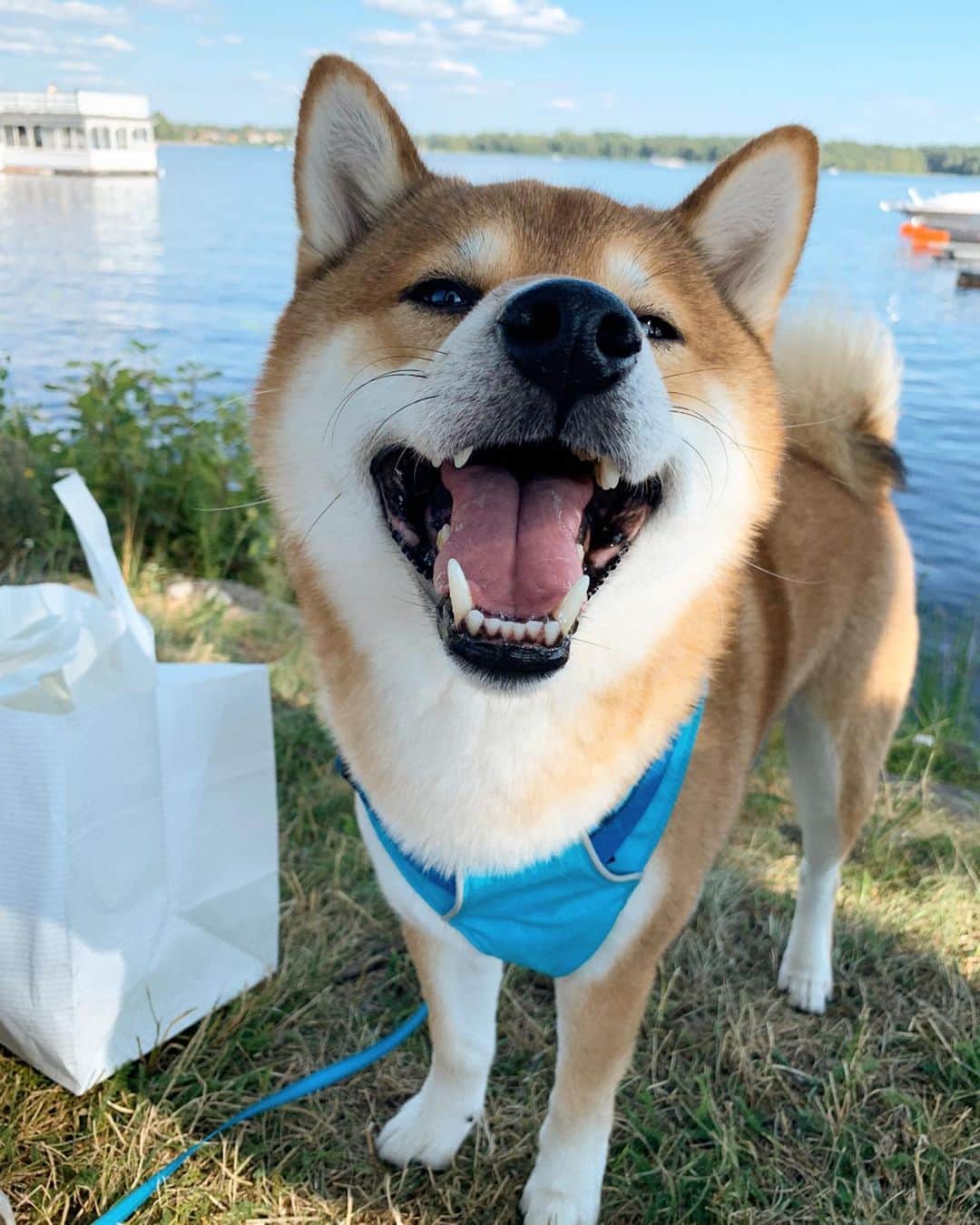 ?Fricko the Shiba Inu?のインスタグラム：「Big smiles on smol doggos 😆 🐾 🐾 #FrickoandKeaton #🐶 #☀️ #shiba #shibainu #dog #柴犬 #赤柴 #黒柴  #adorable #shibalove #shibaholics  #dogoftheday  #weeklyfluff #aww #dogstagram  #dogscorner #puppiesofinstagram #shibapuppy #shibastagram」