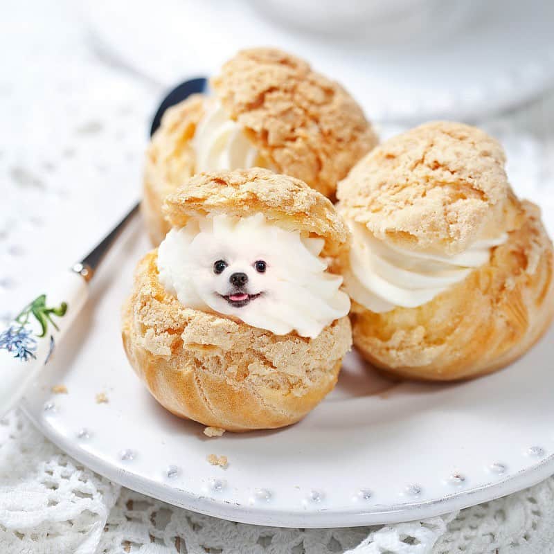Mochi the Orkyehさんのインスタグラム写真 - (Mochi the OrkyehInstagram)「Who likes cream puffs? How about a mochi puff? 🥰  Thank you @food__animal 🥰 #food__animal」9月20日 0時00分 - orkyeh