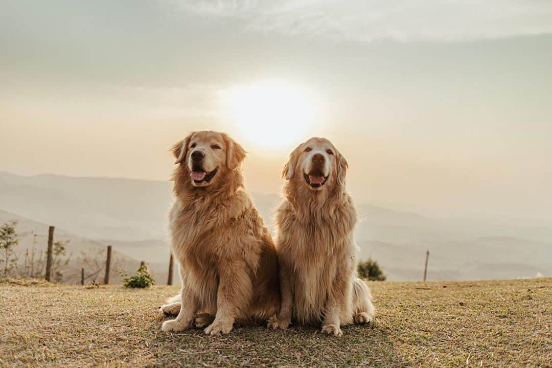 Bobさんのインスタグラム写真 - (BobInstagram)「Mais uma foto de Socorro, pôr do sol respeito🏆  📷 @thiagoscaquettifotografo  #pordosol #pordosolperfeito #dogs #doglovers #dogsofinstagram #goldenretriever #goldenretrievers #socorro #expediçõesolapet #mirantepedrabelavista #blessed #photograph #photooftheday #vejasp #instagram #instagramers」9月20日 0時17分 - bob_marley_goldenretriever