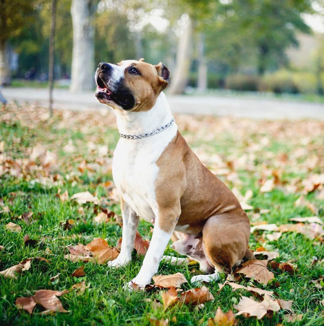 アニマルプラネットさんのインスタグラム写真 - (アニマルプラネットInstagram)「There’s nothing like the sound of crunching leaves under a dog’s paws! Don’t miss the season finale of #pitbullsandparolees tonight at 9pm ET! #pictureoftheday . . . . . . . #tiatorres #pitbull #pitbullterrier #autumn #fall #leaves #dogs #dog #animalplanet #photooftheday」9月20日 0時27分 - animalplanet