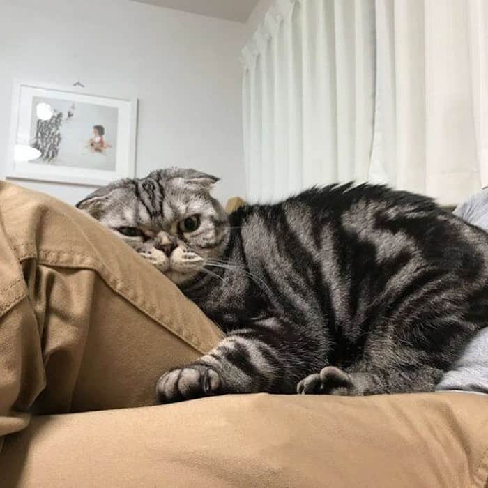 Shishi-maruのインスタグラム：「🐱ねこのきもちWEBMAGAZINE にて、猫エッセイが更新されました。今回は「ししまると息子の関係のお話」を送りします。 アプリ版・Youtubeもありますので是非。 お楽しみください。  【渋ネコししまるさん】#65 ｜ねこのきもちWEB MAGAZINE  https://cat.benesse.ne.jp/lovecat/content/?id=81921  🐱My essay about Shishi-maru is serialized in a weekly magazine:) ーーーーーーーーーーーーー 🌺「渋ネコ ししまるさん」ねこのきもちWEB MAGAZINE にて毎週金曜日エッセイの連載中 ーーーーーーーーーーー 📕「ぷっちねこ。」「3匹のちいさな猫を召喚できたなら」「ちいさな猫を召喚できたなら」徳間書店より単行本発売中 ーーーーーーーーーーー ⭐︎ねこ漫画→@tacos_cat 🌺Twitter →@taco_emonemon ーーーーーーーーーーー」