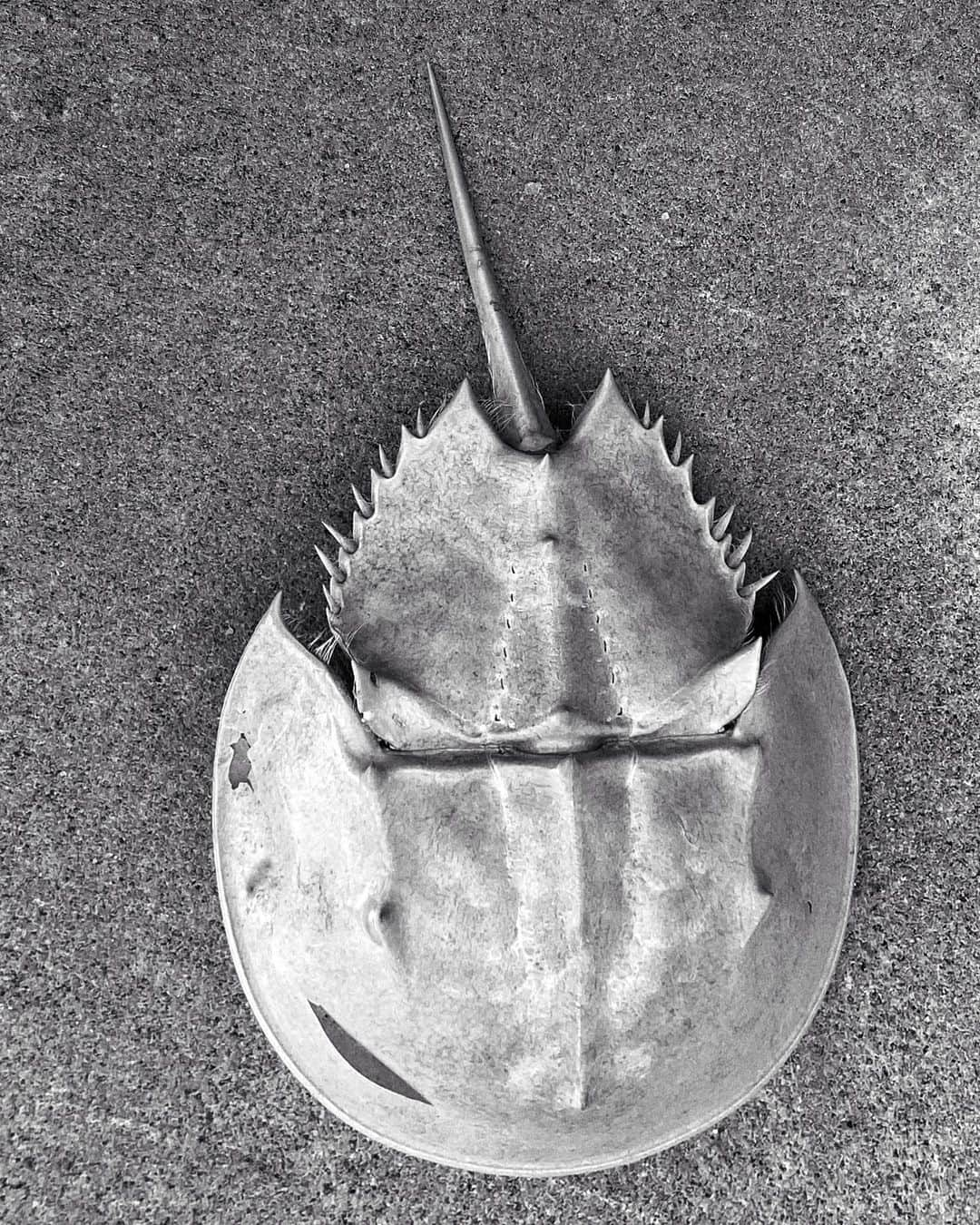 Robert Clarkさんのインスタグラム写真 - (Robert ClarkInstagram)「#HorseshoeCrab #feather #bluestoneCrab #jerseyshore」9月20日 0時58分 - robertclarkphoto