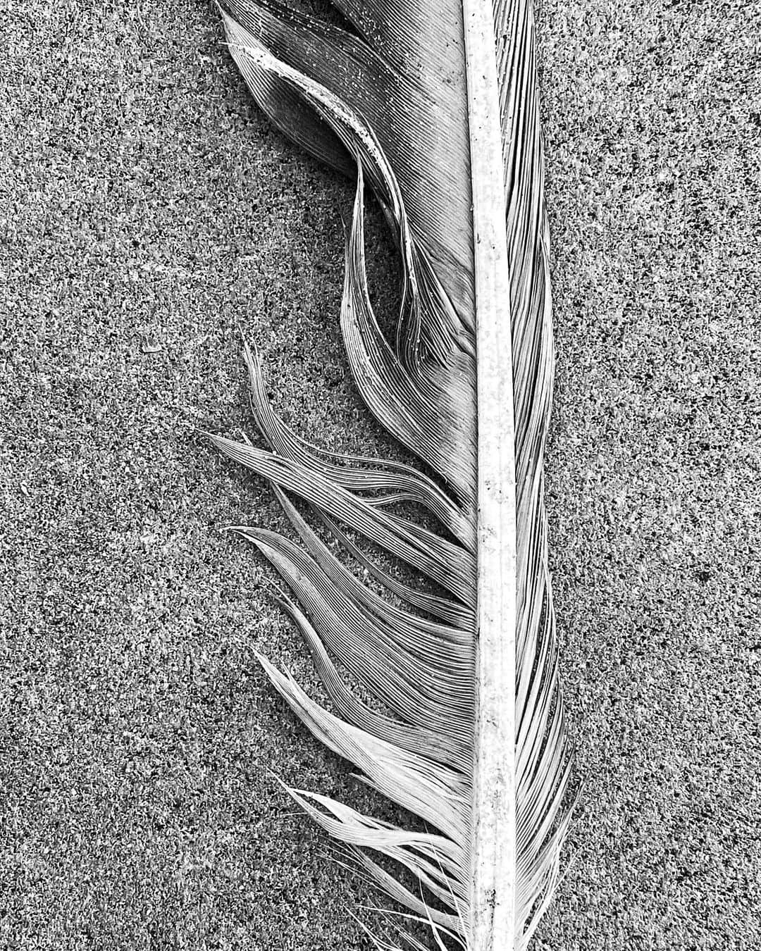 Robert Clarkさんのインスタグラム写真 - (Robert ClarkInstagram)「#HorseshoeCrab #feather #bluestoneCrab #jerseyshore」9月20日 0時58分 - robertclarkphoto