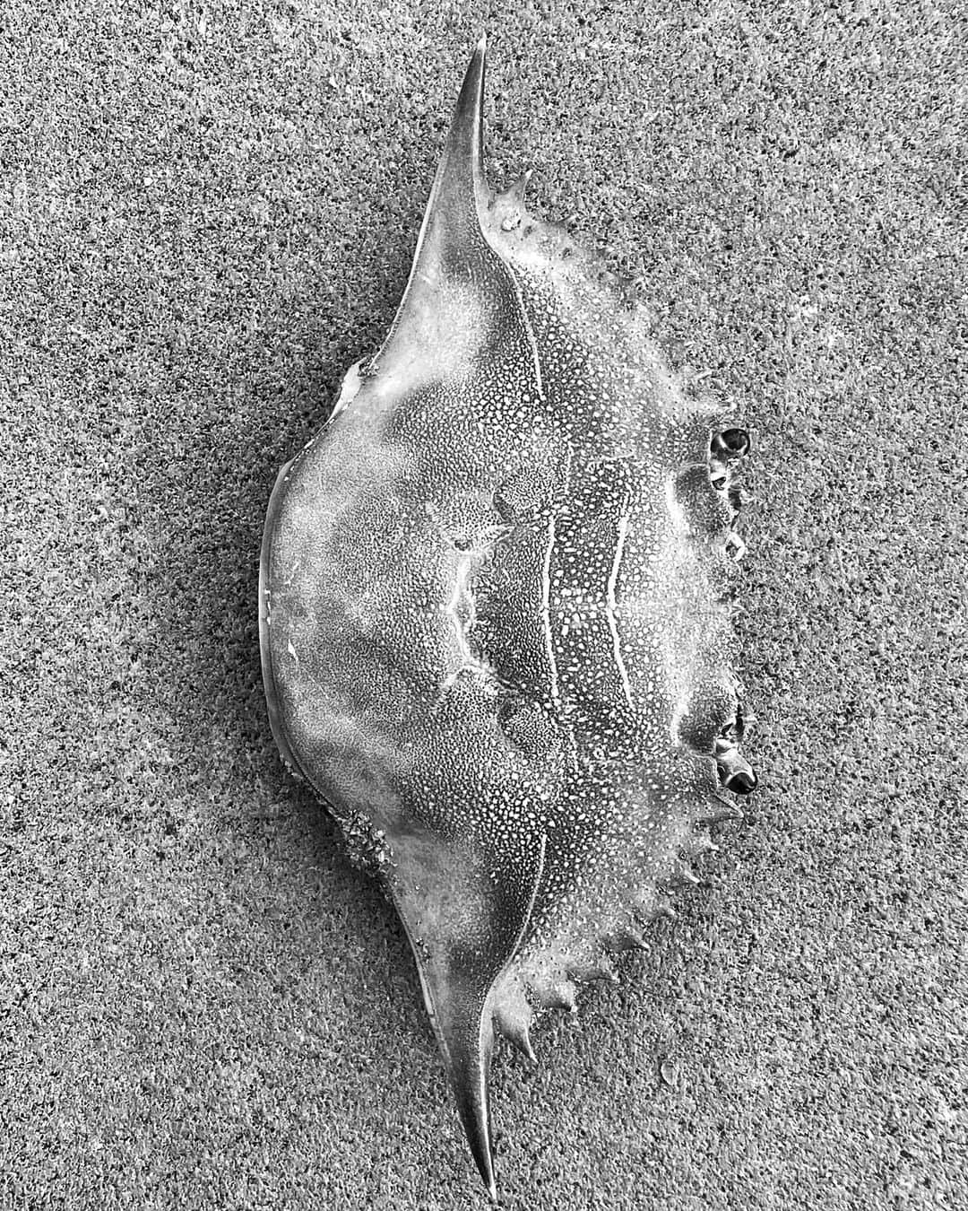 Robert Clarkさんのインスタグラム写真 - (Robert ClarkInstagram)「#HorseshoeCrab #feather #bluestoneCrab #jerseyshore」9月20日 0時58分 - robertclarkphoto