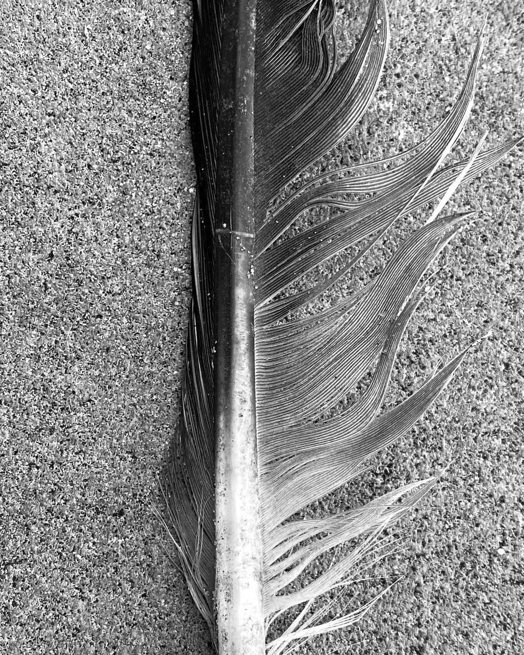 Robert Clarkさんのインスタグラム写真 - (Robert ClarkInstagram)「#HorseshoeCrab #feather #bluestoneCrab #jerseyshore」9月20日 0時58分 - robertclarkphoto