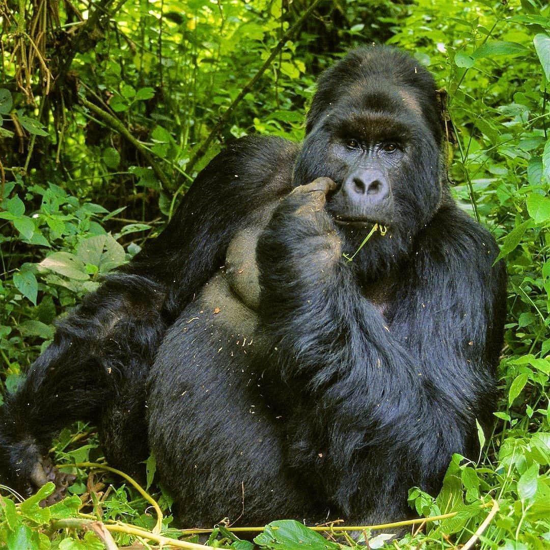 Tim Lamanさんのインスタグラム写真 - (Tim LamanInstagram)「Photo by @TimLaman.  Mountain Gorilla, Zaire (now DRC), 1992, slide film. One from the deep archives, shot on my first trip to Africa.  I’m sharing this in support the NEW BIG 5 (newbig5.com), an international initiative to create a New Big 5 of wildlife: the Big 5 of photography, not hunting.  Shooting with a camera, not a gun.  You can go to the website and vote for what animals you think should be in the New Big 5.  Mountain Gorillas have my vote.  The concept is to focus attention on all the world’s incredible wildlife and the urgent need to act together globally to save these animals, our planet, and ourselves.    You can listen to my podcast interview about the project here: https://www.newbig5.com/tim-laman-new-big-5-podcast/. Or just google “Tim Laman Big 5”. And while you are there, check out all the other cool podcasts and interviews with the likes of Jane Goodall, Steve McCurry, Brent Stirton, Ami Vitale, Moby, and on and on.   #NewBig5 #Wildlife #MountainGorilla #Gorilla #Silverback」9月20日 1時04分 - timlaman