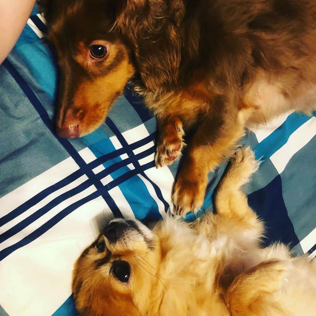 前田のののインスタグラム：「ꫛꫀꪝ✧‧˚ 9/26 浅草ロック座メイドBAR  10/11〜10/20 横浜ロック座(ハロウィン演目)  10/21〜10/30 新宿ニューアート (何かあるかも…)   ほしい物リスト꙳★*ﾟ (差し入れなどに困ったら参考にしてください🙂私のお家に届きます🍒) → https://www.amazon.co.jp/hz/wishlist/ls/2WR82OHBA7BPV?ref_=wl_share」