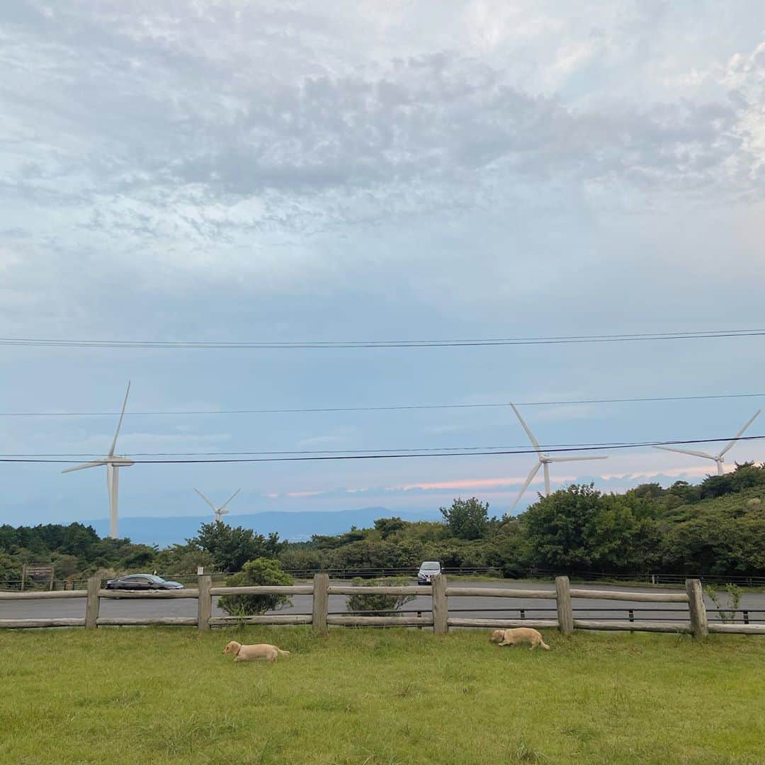 鈴木絢子さんのインスタグラム写真 - (鈴木絢子Instagram)「・ ・ 【高原ドライブ🏎】 犬の散歩で、大阪から意外と近い三重県の青山高原へ。 車は納車後1年半、走行距離は4万キロ超🤣 ・ 高原は地上より10度近く気温が低く、ススキも生い茂ってすっかり秋モードでした🌾 ・ 何より、91基の風車が圧巻の景色。。 ナウシカ的な気分になれます🤗 ・ ・ 伊賀に来たら必食の伊賀牛🐂 伊賀牛といえば、#元祖伊賀肉 #金谷 さん。 ・ 10年前に三重の化粧品工場視察後に伺って以来、すき焼きが美味しすぎて両親を連れて何度か再訪🤗 ・ 今回は初めて支店で洋食をいただきました🍽✨ ハンバーグも美味しい🥰 ・ ・ ・ #絶景 #西日本 #青山高原 #伊賀 #犬連れドライブ #車好き女子 #高原ドライブ #連休 #シルバーウィーク #風力発電 #風車 #ナウシカ #ラピュタ #秋 #ススキ #異国情緒 #癒しの風景 #ダックスフンド #犬バカ部 #親子犬 #トリュフとフォアグラ #🐶🐶 #🏎 #🌾」9月20日 1時29分 - ayako_suzuki810