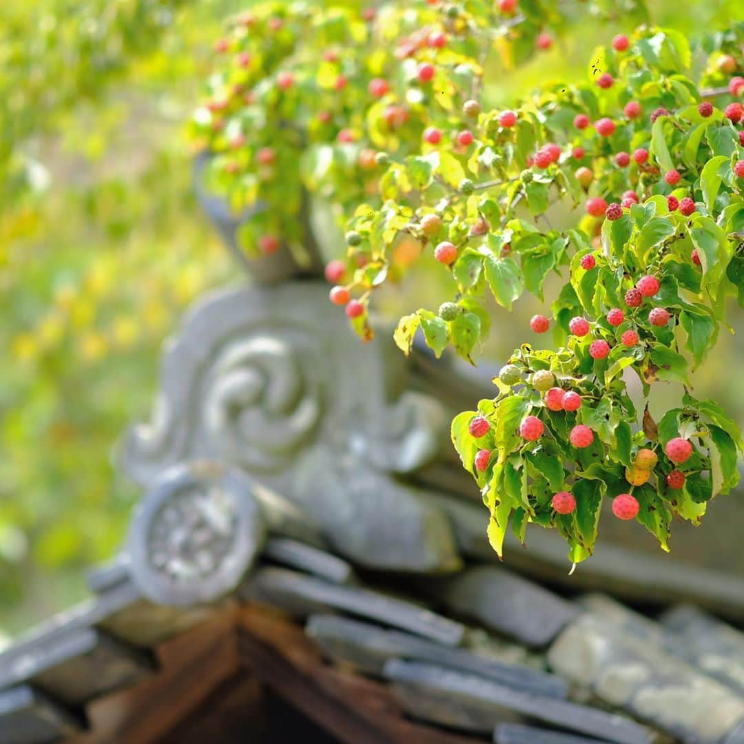 奈良 長谷寺 / nara hasederaさんのインスタグラム写真 - (奈良 長谷寺 / nara hasederaInstagram)「ねばる#秋蟬   It's getting chilly in the morning and evening, and it's completely autumn.  But the cicadas are still working hard.  #長谷寺 #奈良長谷寺 #総本山長谷寺 #花の御寺 #奈良 #hasedera #hasederatemple #temple #japan #japanesetraditional #pilgrimage #nara #tourism #sightseeing #japanesetemple #西国 #西国三十三所 #霊場 #巡礼 #四寺巡礼 #長谷寺が好き」9月20日 12時31分 - hase_dera