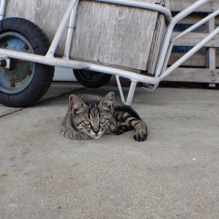 感動猫動画のインスタグラム