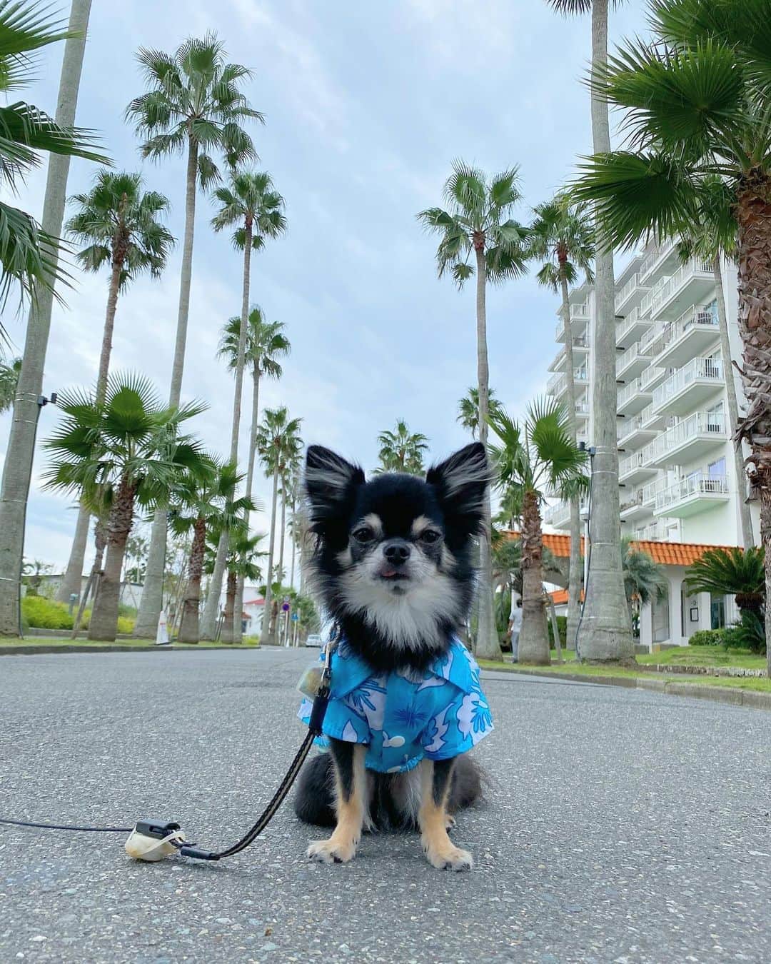 中倉隆道さんのインスタグラム写真 - (中倉隆道Instagram)「. カメラ目線で 決め顔ができない子🐶🤣 . おやつで釣っても表情が💦💦 . . #逗子マリーナ #逗子マリーナリビエラ #あさんぽ #朝んぽ #愛犬 #チワワ #わんこ #わんこのいる生活 #中倉隆道 #柿ピー研究家 #フリーアナウンサー #愛犬家 #アニメ研究家 #わんことお出かけ」9月20日 11時24分 - ryudo.tokyo