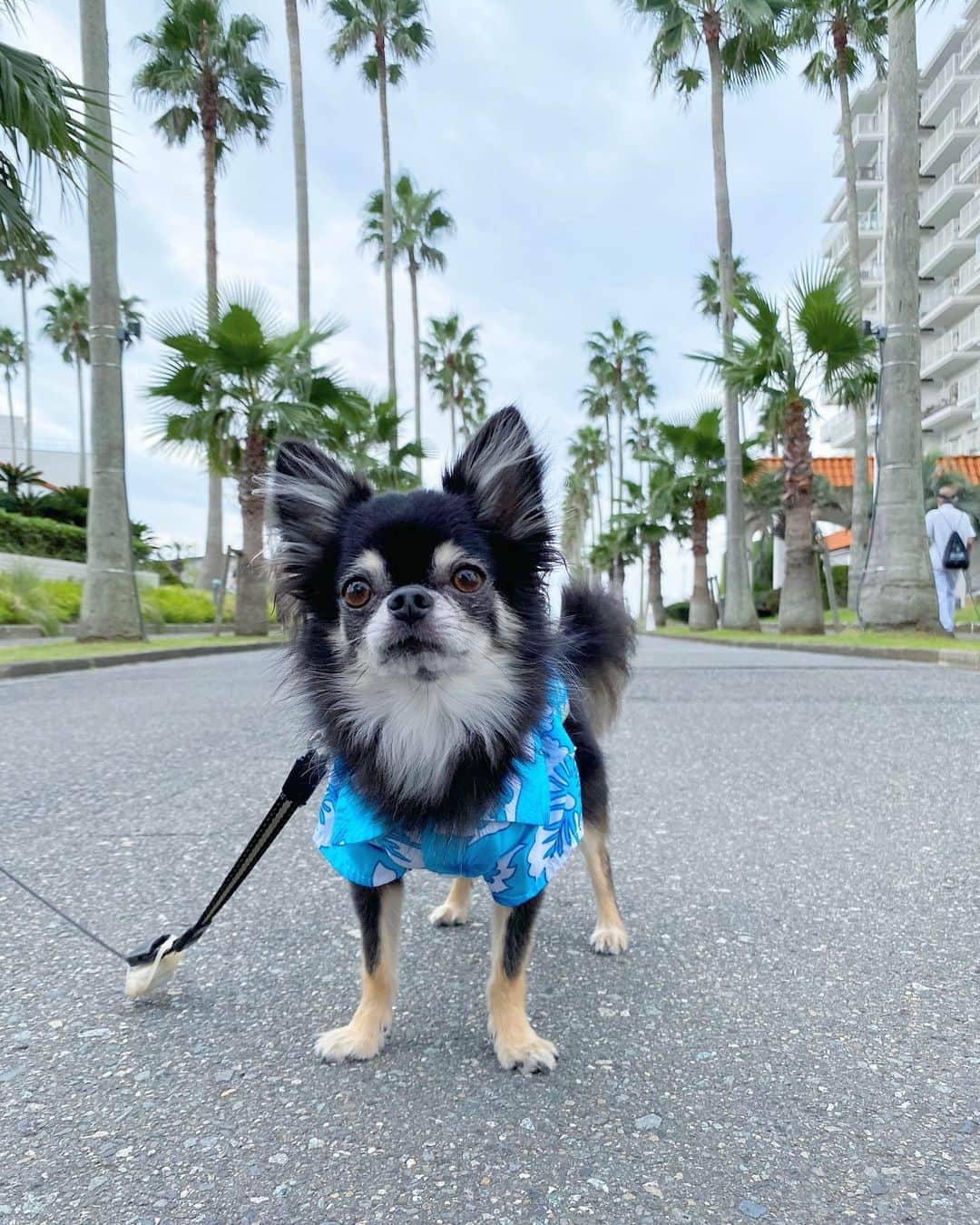 中倉隆道さんのインスタグラム写真 - (中倉隆道Instagram)「. カメラ目線で 決め顔ができない子🐶🤣 . おやつで釣っても表情が💦💦 . . #逗子マリーナ #逗子マリーナリビエラ #あさんぽ #朝んぽ #愛犬 #チワワ #わんこ #わんこのいる生活 #中倉隆道 #柿ピー研究家 #フリーアナウンサー #愛犬家 #アニメ研究家 #わんことお出かけ」9月20日 11時24分 - ryudo.tokyo