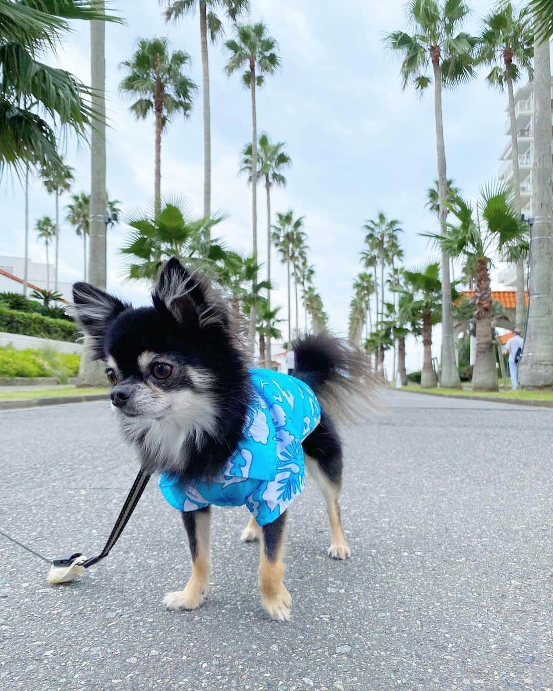 中倉隆道さんのインスタグラム写真 - (中倉隆道Instagram)「. カメラ目線で 決め顔ができない子🐶🤣 . おやつで釣っても表情が💦💦 . . #逗子マリーナ #逗子マリーナリビエラ #あさんぽ #朝んぽ #愛犬 #チワワ #わんこ #わんこのいる生活 #中倉隆道 #柿ピー研究家 #フリーアナウンサー #愛犬家 #アニメ研究家 #わんことお出かけ」9月20日 11時24分 - ryudo.tokyo
