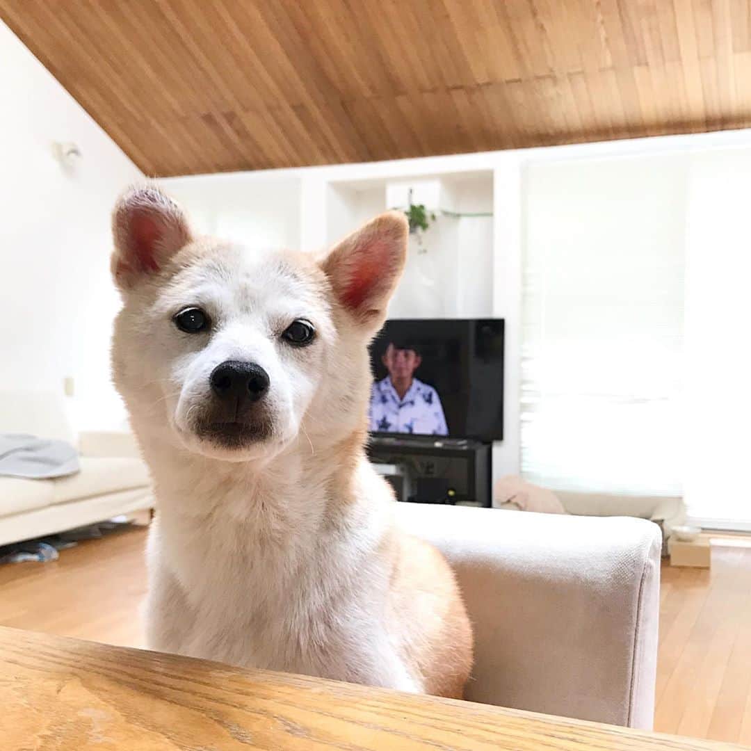 柴犬リリコのインスタグラム：「朝ごはん🥣待ちのリリコさん🐶  #絶賛換毛中 #スッカスカ #週1シャンプー #アトピー犬」