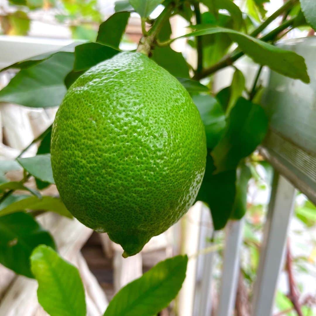 光野桃のインスタグラム：「果樹も野菜も全滅だった今年の夏。 唯一、生き残ったレモンの子が、日に日に丸みを増しています。 見るだけで元気をもらっています！  #青々と #レモンの子」