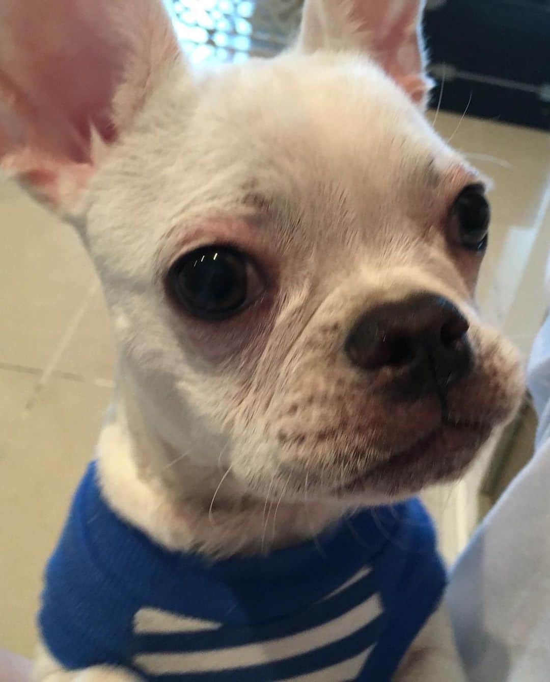 Hyemiさんのインスタグラム写真 - (HyemiInstagram)「클라우드 접속하라고 떳길래 봤더니 추억 한가득 아가 뚜뚜 넘 귀엽다🐶💛」9月20日 11時40分 - hinzajoa