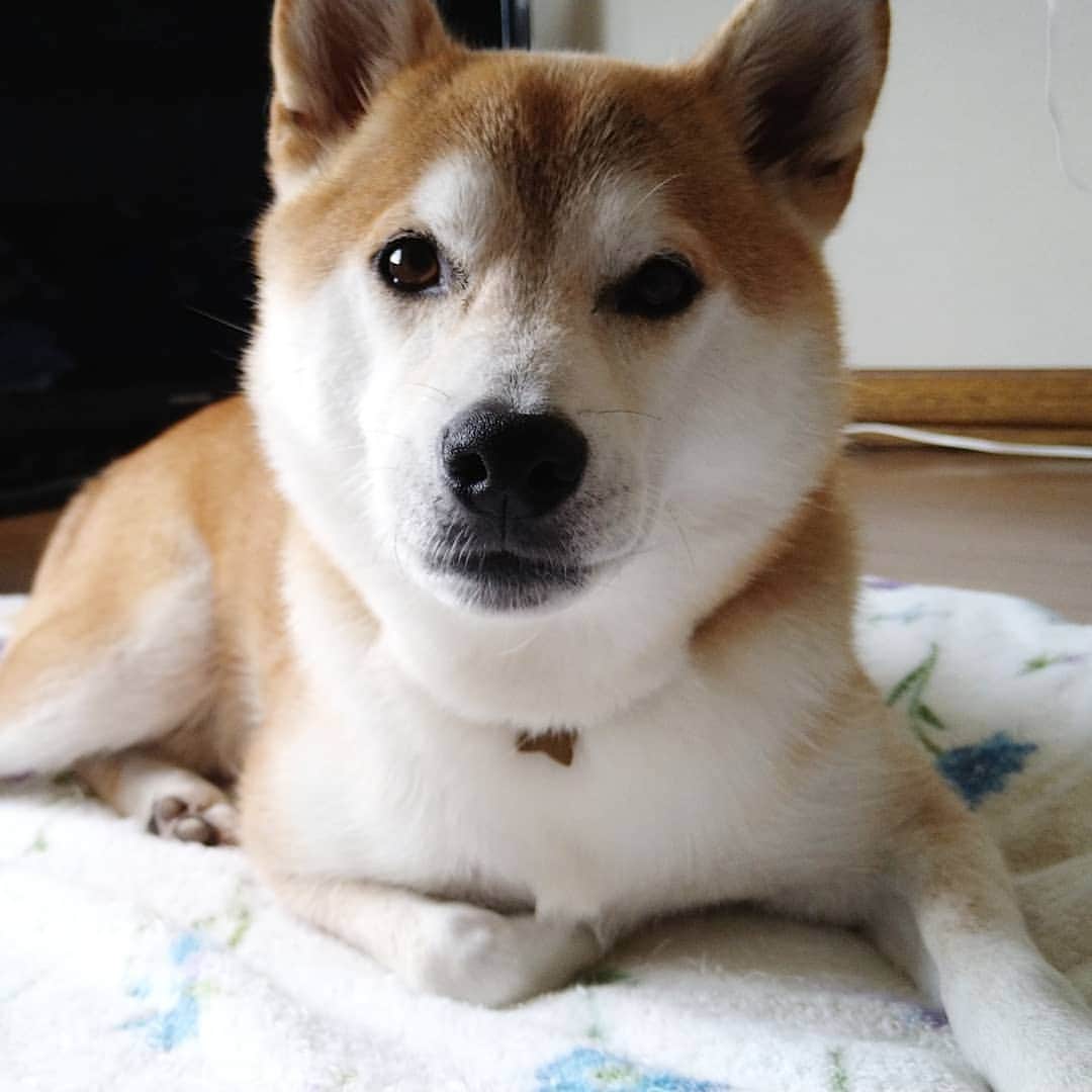 柴犬⭐️サスケのインスタグラム：「こんにちわん #柴犬#赤柴#わんだフォ #いぬのいる暮らし #ふわもこ部 #pecoいぬ部 #shibasnap #shibagram #shibastagram #🐶#🐶📷 #茶助#北海道#柴北会 #男の子#cocoライフ#cocoグルメ#目がマヂ」