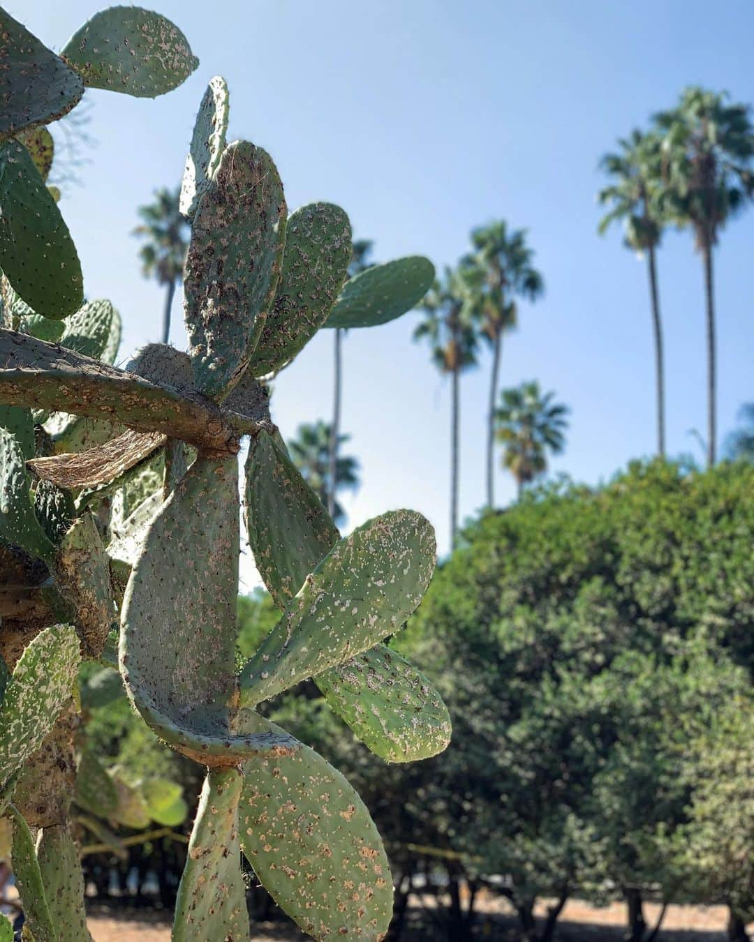 Jaeyoon Choiさんのインスタグラム写真 - (Jaeyoon ChoiInstagram)「🌵🌳🌴 🌿 🦚🦢🌞👨‍👩‍👦‍👦」9月20日 11時55分 - jaeyoonc