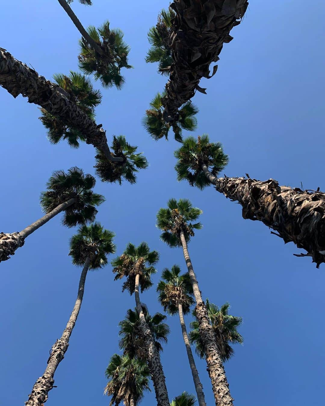 Jaeyoon Choiさんのインスタグラム写真 - (Jaeyoon ChoiInstagram)「🌵🌳🌴 🌿 🦚🦢🌞👨‍👩‍👦‍👦」9月20日 11時55分 - jaeyoonc