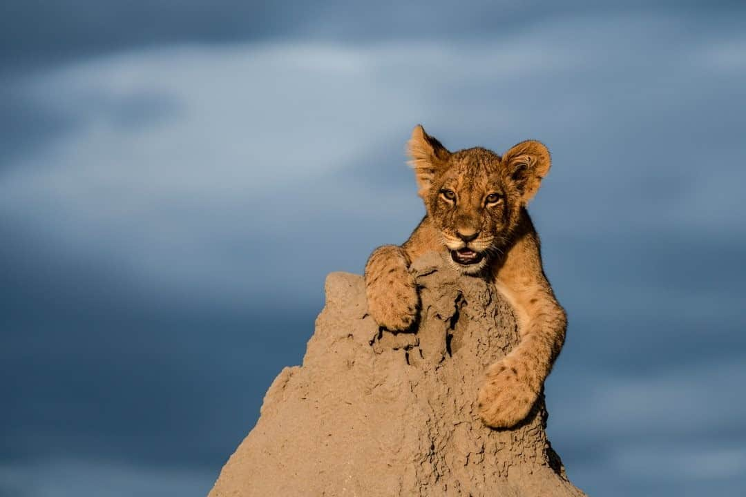 ナショナルジオグラフィックさんのインスタグラム写真 - (ナショナルジオグラフィックInstagram)「Photo by @beverlyjoubert / Ruler of a mere termite mound today…but if a youngster can navigate the difficult path to adulthood, far grander dominions await. For the world’s only truly social big cat, life is all about real estate. In fact, it’s why that sociable lifestyle evolved in the first place. Out on the African savanna, the best territories—those that deliver enough prey and shelter and cover for stalking—are worth fighting for. And territorial skirmishes are best approached in numbers. Lions working together as a social unit–a pride–are better equipped to win and defend covetable territory, expand it and then pass it on to their progeny. #lions #bigcats #lioncubs」9月20日 3時37分 - natgeo