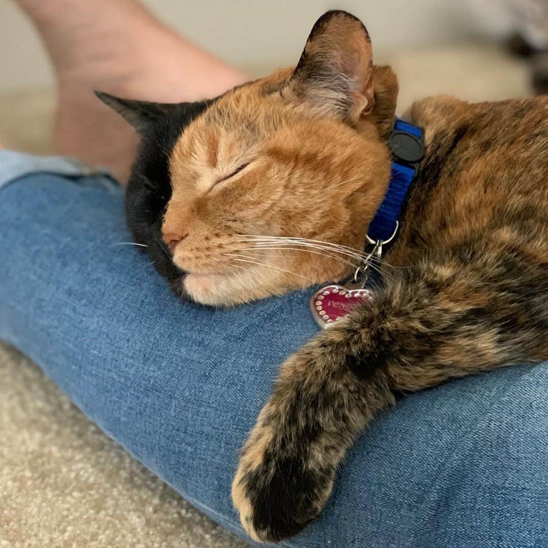 Venus Cat さんのインスタグラム写真 - (Venus Cat Instagram)「Caturday afternoon catnap 💤」9月20日 3時55分 - venustwofacecat