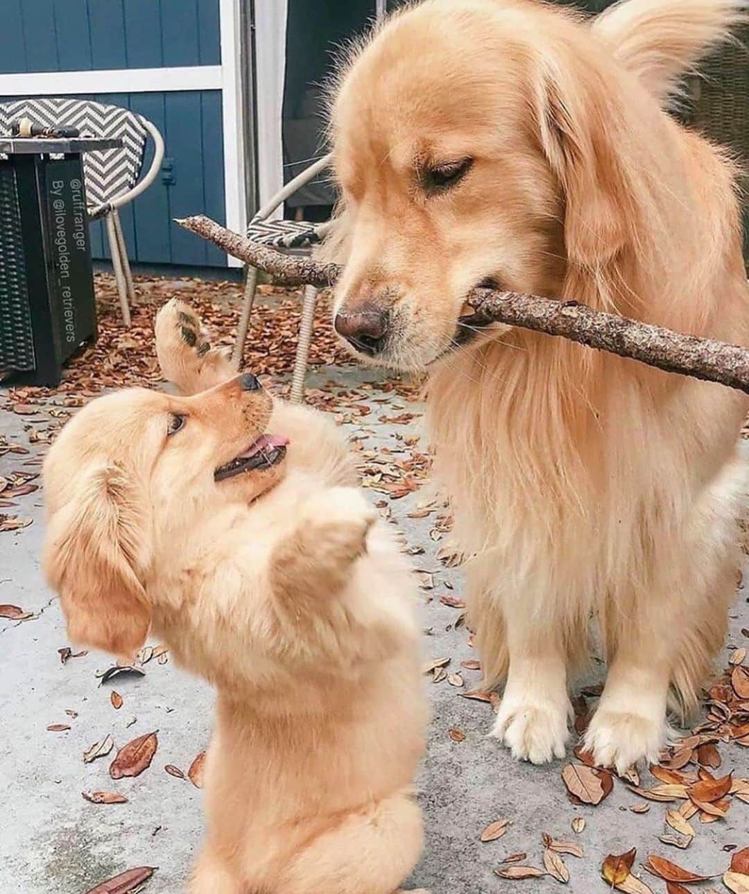 animalsさんのインスタグラム写真 - (animalsInstagram)「Branch manager and his little assistant 🐶 Photo by: @ruff.ranger  Share this with a friend ❤️ @pup」9月20日 4時07分 - babyanmlpics