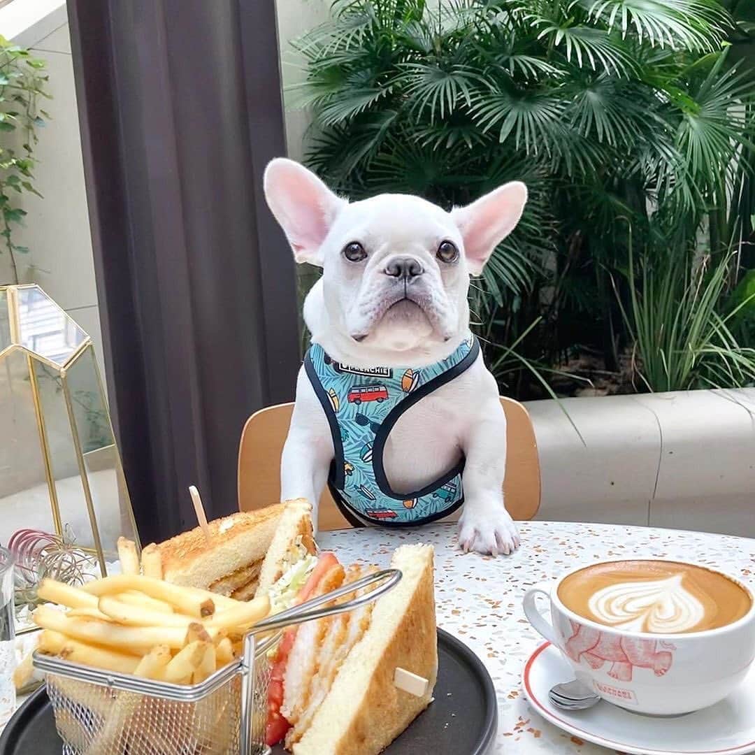 Regeneratti&Oliveira Kennelさんのインスタグラム写真 - (Regeneratti&Oliveira KennelInstagram)「Brunch with me? 🍄 @denggoh.the.frenchie  . . .  Shop  @frenchie_bulldog ⚡️THE COOLEST⚡️ swag for your pup! 🎁 Get 10% off  with code jmarcoz10 🐾 . . . . . #frenchie #frenchies  #französischebulldogge #frenchbulldog #frenchbulldogs  #dog #dogsofinstagram #frenchies1 #bully #bulldog #bulldogfrances #フレンチブルドッグ #フレンチブルドッグ #フレブル #ワンコ #frenchiesgram #frenchbulldogsofinstagram #ilovemyfrenchie #batpig #buhi #squishyfacecrewbulldog」9月20日 4時48分 - jmarcoz