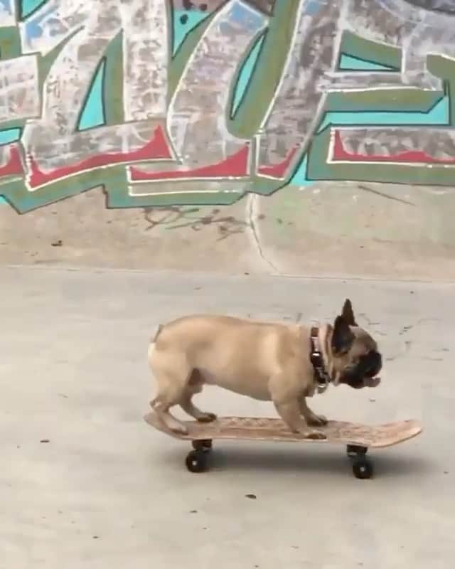 ショーン・ホワイトのインスタグラム：「This is awesome 👏 via @erocdog」