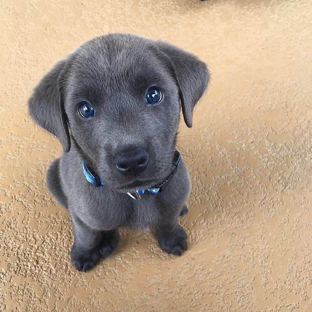 ケイラ・アイトサインズさんのインスタグラム写真 - (ケイラ・アイトサインズInstagram)「Happy Sunday, #BBGcommunity! I hope this puppy brightens up your day. SO cute!⁣ Today is my rest day, but I'm going to get out and about and take my dogs for a walk to the park with Arna. 💛⁣ ⁣ Ladies, how are you spending your Sunday? Are you having a rest day or doing some training? Whatever you are doing, try and find some time for yourself and do something you enjoy! ⁣ ⁣ #BBGatHome #SWEATatHome⁣ ⁣ Photo credit: @meetkylo」9月20日 6時30分 - kayla_itsines