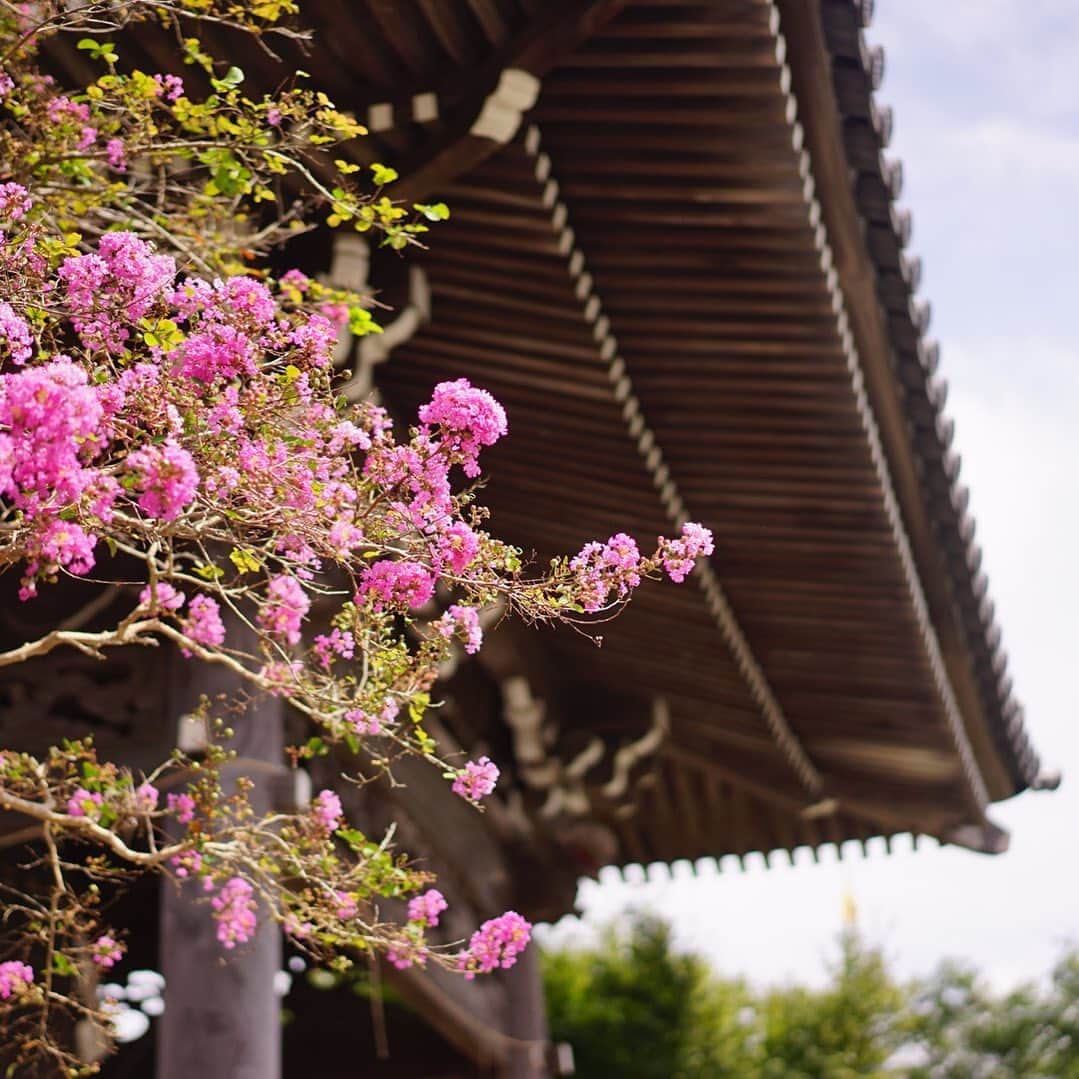 前田有紀さんのインスタグラム写真 - (前田有紀Instagram)「鎌倉の駅すぐそばの本覚寺で夏の終わりを告げるように咲いていたサルスベリ。境内のあちこちに植えられていて、本覚寺がピンクに染まっていてなんだか可愛い。 . . コラムを書いている @standardflower_op ではInstagramの投稿でプレゼントを贈るキャンペーンがスタートしました。 「#standardflower_op」をつけた素敵な花の写真のご投稿をお待ちしております！ Hibiya-Kadan Styleのスタッフさんや私が選考し、毎月３名さまのお写真をコメント付きで掲載！また、掲載された方にはプレゼントをお送りいたします。素敵なお写真、楽しみにしています！ .  -------  小田急ポイントカードのコラムSTANDARD FLOWER @standardflower_opで過去の記事をチェックしてみてください。 . #standardflower_op #standardflower #stayhomewithflowers #おうち時間 #花でつなぐ小田急 #花 #花のある暮らし #小田急線 #小田急ポイントカード #opカード #hibiyakadanstyle」9月20日 7時32分 - yukimaeda0117