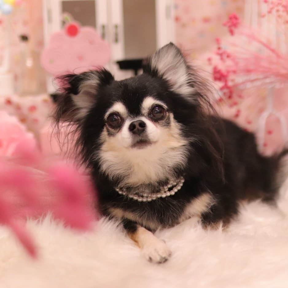 kayoのインスタグラム：「* * * れーれはお目目まん丸🥺✨ * * Lemon💗 * * #chihuahua#chihuahualove#dogstgram#dog#instadog#チワワ#チワワ大好き#チワワのいる暮らし * * *」