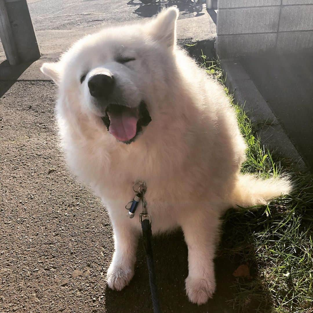 橋本塁さんのインスタグラム写真 - (橋本塁Instagram)「おはようございます！北海道10km朝ラン終了！今日は快晴で涼しくて走りやすかったです！ 心身共に健康で 札幌写真展&STINGRAYショップ4日目！11-19時。 ずっと居ます！ #stingrun #朝ラン #玉ラン #adidas #adidasultraboost  #run #running #ランニング　#心身ともに健康に #札幌 #北海道 #写真展　#鷹乃湯　#サモエド #時計台で観光客の人に撮ってもらったら訝しげな顔された　#rihwa」9月20日 8時58分 - ruihashimoto