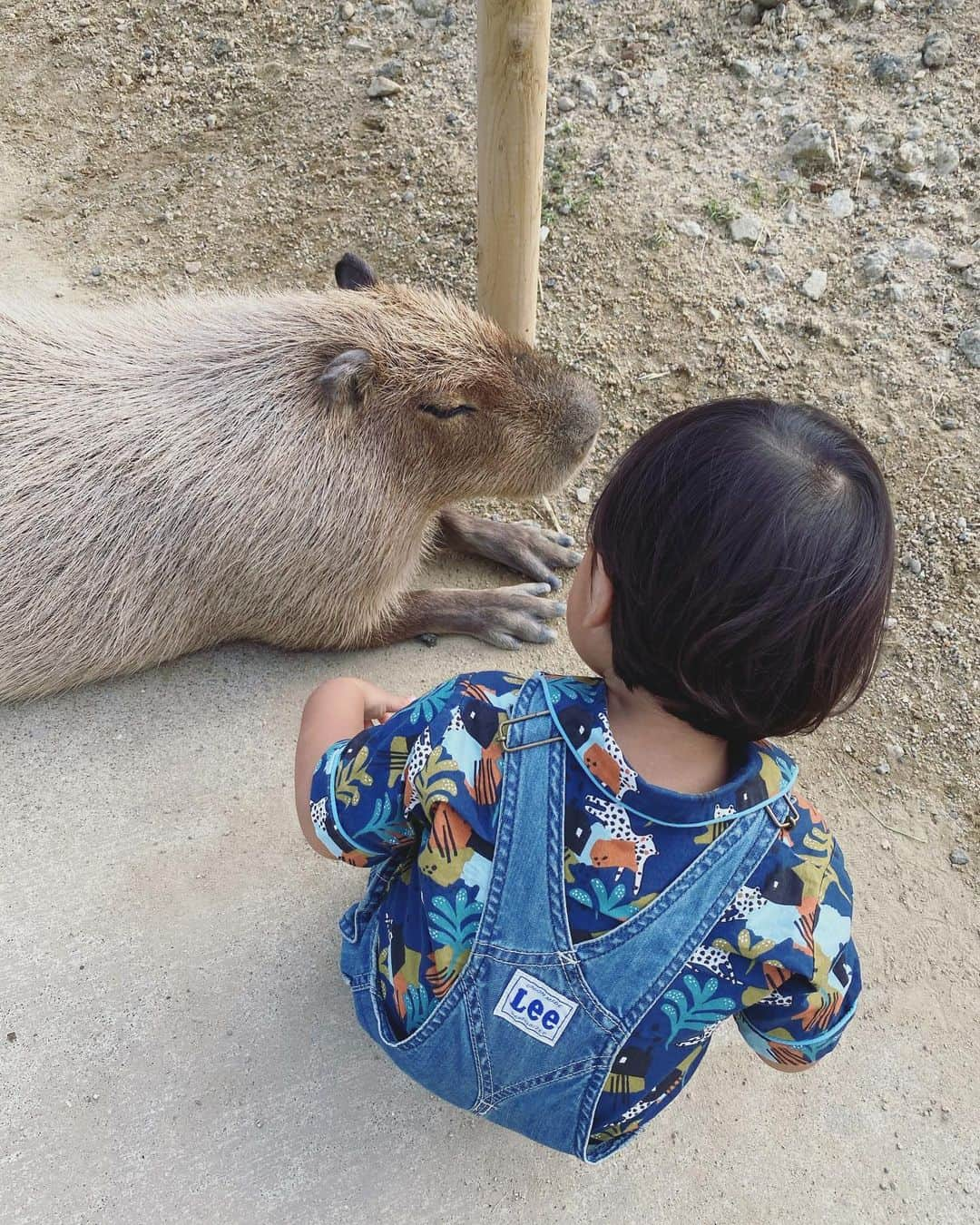 松本亜希さんのインスタグラム写真 - (松本亜希Instagram)「・ 4連休初日は、親友達と初ハーベストの丘に行ってきました🐂🐏💕 連休だし、激混みかなぁ、、と思ってたのですが、そんな混んでることもなくラッキー🤞 ・ 芝滑りに動物達との触れ合い、ゴーカート、息子達全力でめちゃめちゃ楽しんでておかん達とっても嬉しかった♡ それにしても、彼はやっぱりむちゃくちゃ動物が好きみたい。 牛にも羊にもカピバラにもぐいぐい自分から行って餌もひるむことなくあげて、よしよしして大興奮してたw そして帰ってきてからは図鑑みながら、あ！いっしょ！！って言ってた🥺❤️ 今日実際見たこと思い出してくれたんやなってホッコリ。　 ・ これからもたくさんのもの、ことに触れ合わせてあげて、好奇心と動物さんを大事にしてあげる心をもって成長してほしいなぁ😌 _________________________________ #ハーベストの丘 #bff #aki_mamalife #息子 #love #1歳11ヶ月　 #最後のカピバラさんに餌あげてる動画何故かなかなか食べてくれなくて最後の方口を探したりしててめっちゃ面白い」9月20日 9時07分 - m_akiron