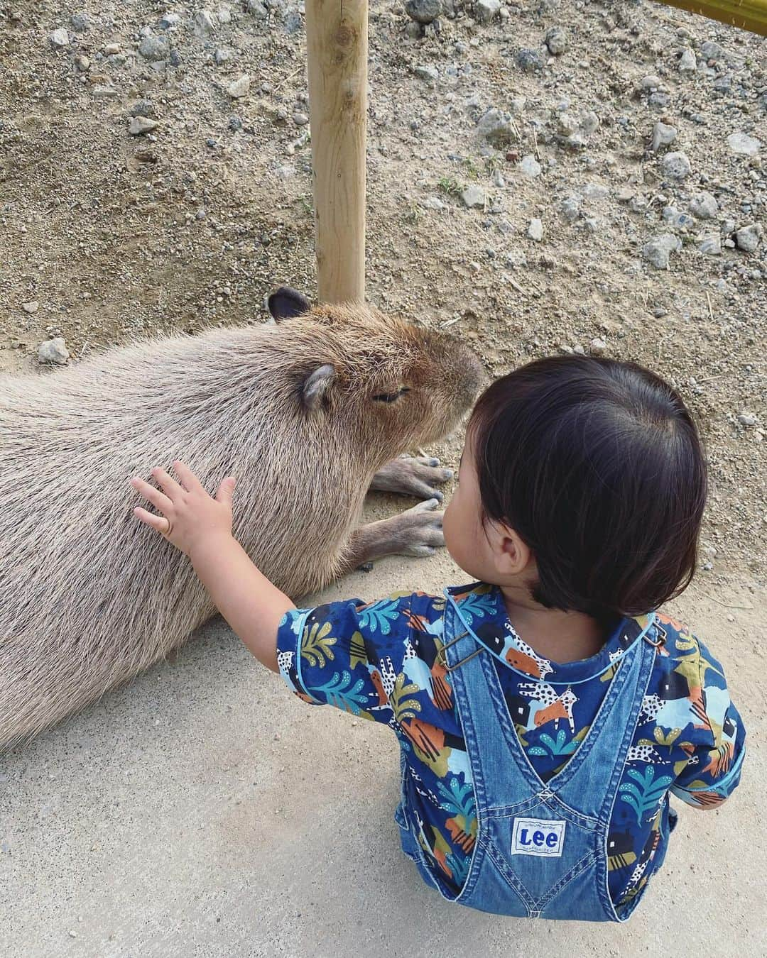 松本亜希さんのインスタグラム写真 - (松本亜希Instagram)「・ 4連休初日は、親友達と初ハーベストの丘に行ってきました🐂🐏💕 連休だし、激混みかなぁ、、と思ってたのですが、そんな混んでることもなくラッキー🤞 ・ 芝滑りに動物達との触れ合い、ゴーカート、息子達全力でめちゃめちゃ楽しんでておかん達とっても嬉しかった♡ それにしても、彼はやっぱりむちゃくちゃ動物が好きみたい。 牛にも羊にもカピバラにもぐいぐい自分から行って餌もひるむことなくあげて、よしよしして大興奮してたw そして帰ってきてからは図鑑みながら、あ！いっしょ！！って言ってた🥺❤️ 今日実際見たこと思い出してくれたんやなってホッコリ。　 ・ これからもたくさんのもの、ことに触れ合わせてあげて、好奇心と動物さんを大事にしてあげる心をもって成長してほしいなぁ😌 _________________________________ #ハーベストの丘 #bff #aki_mamalife #息子 #love #1歳11ヶ月　 #最後のカピバラさんに餌あげてる動画何故かなかなか食べてくれなくて最後の方口を探したりしててめっちゃ面白い」9月20日 9時07分 - m_akiron