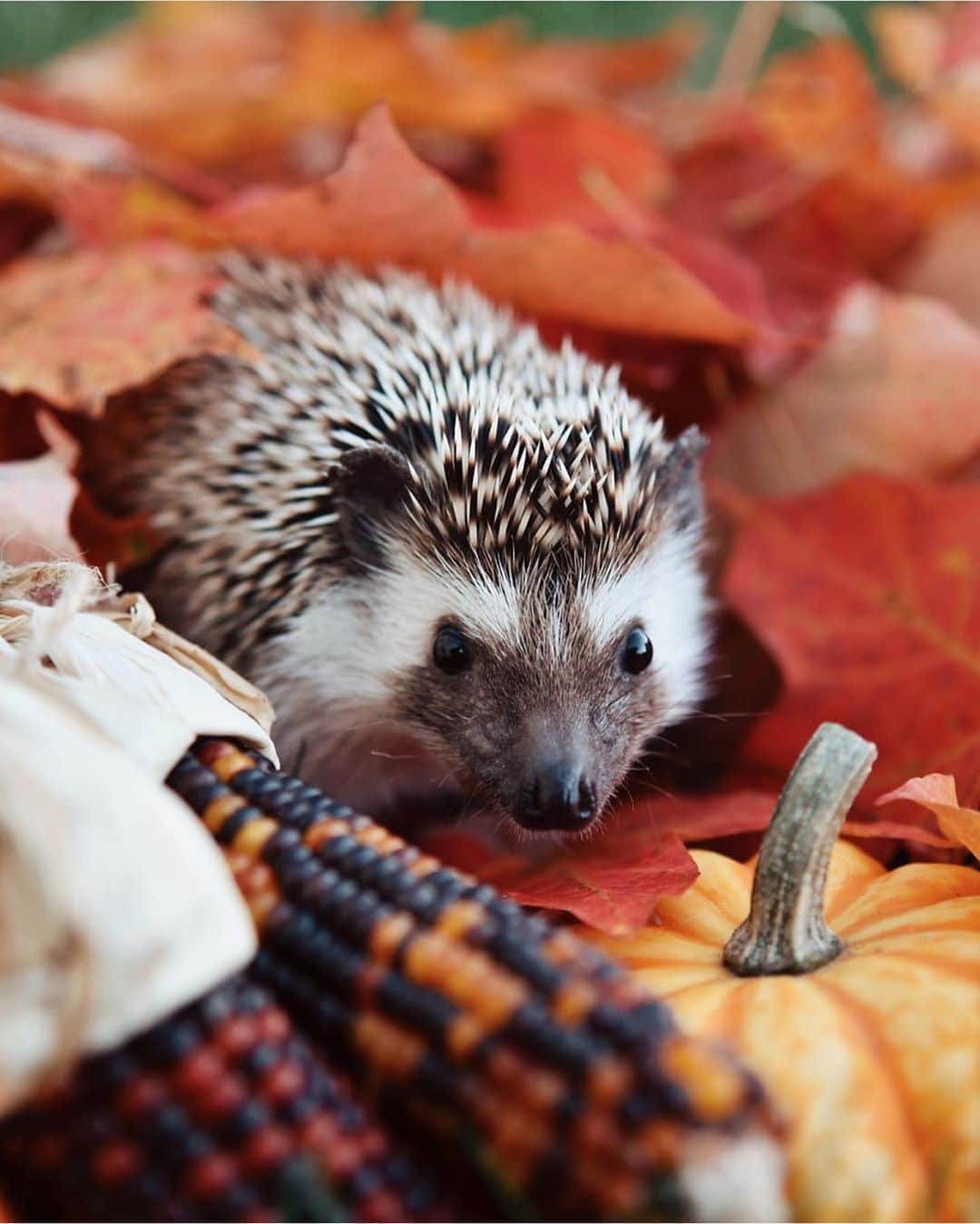 FOLKのインスタグラム：「Tag someone that needs to see this photo by @pine.and.proper! She’s in our Autumn issue. Don’t forget to order a copy.」